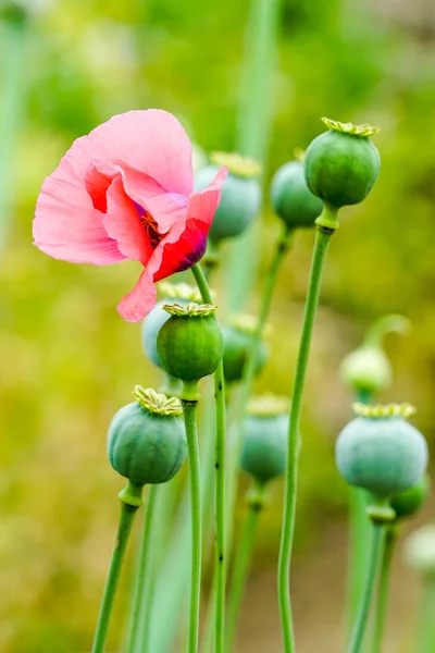 El fruto de la amapola de opio, que ocasionalmente es una fotografía del campo . —  Fotos de Stock