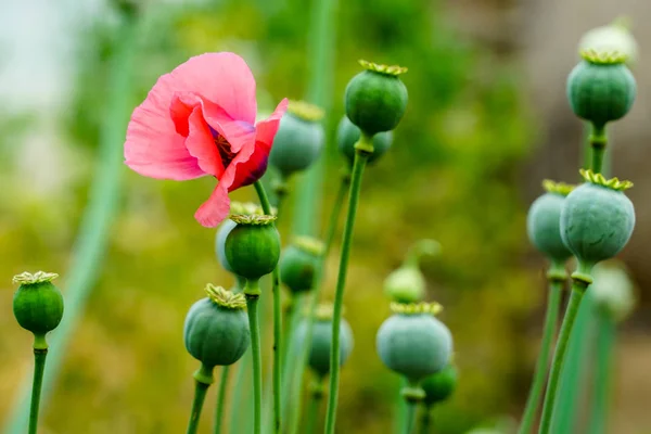 The fruit of the opium poppy, which is occasionally a photograph of the countryside. — Stock Photo, Image