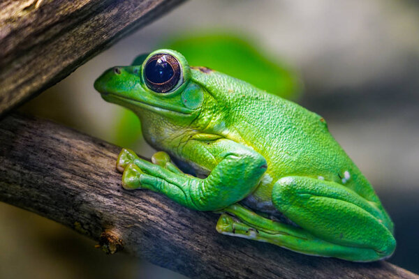 Dennys giant tree frog Rhacophorus dennysi posing in profile