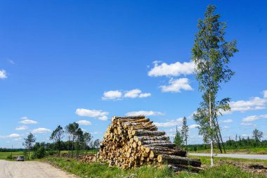 ormansızlaşma, taşımaya hazır kesilmiş ağaç yığını