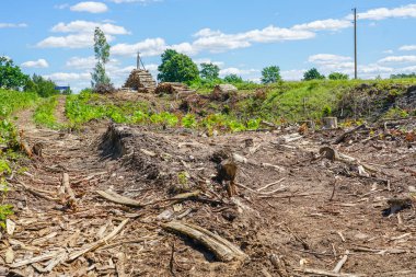 ormansızlaşma, taşımaya hazır kesilmiş ağaç yığını