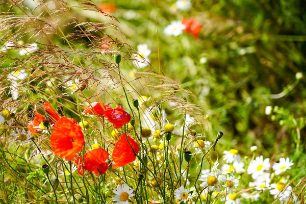 Krásná kvetoucí louka s máky a sedmikrásky za jasného slunného letního dne — Stock fotografie