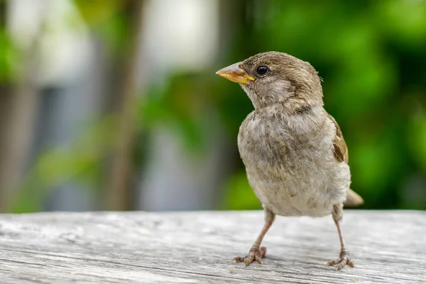 Attractive sparrow on a table, regular inhabitant of the city — Stock Photo, Image