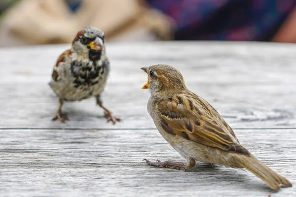 Two attractive sparrows on a table, regular inhabitants of the city — Stock Photo, Image