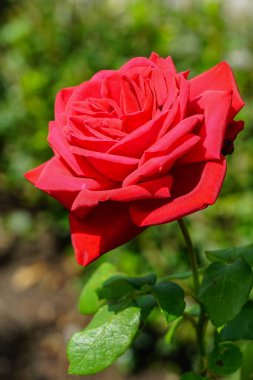 yeşil bir arka plan üzerinde güzel kırmızı gül çiçeği
