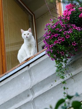 beyaz bir kedi bir apartmanın balkonunda oturur ve aşağı bakar