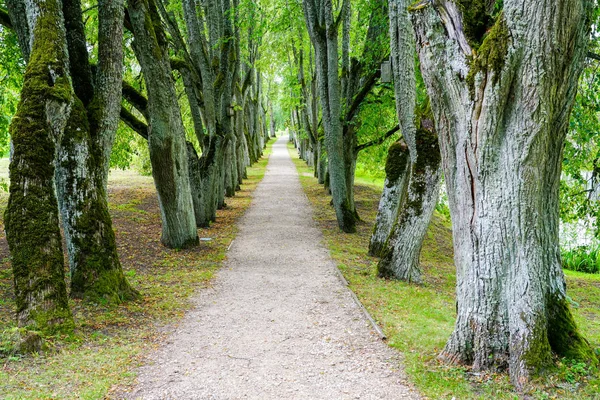 Callejón del árbol en verano con un camino de grava, perspectiva de la carretera del parque con filas de árboles — Foto de Stock