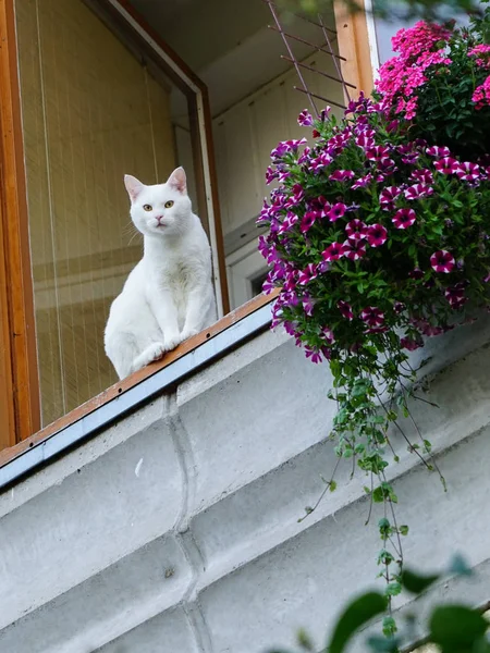 A white cat sits on the balcony of an apartment building and looks down — Stock Photo, Image