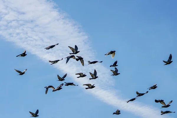 Una bandada de palomas volando contra un cielo azul con un rastro de condensación de aviones — Foto de Stock