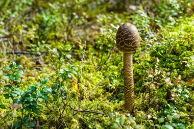 Macrolepiota procera, büyük, belirgin meyve gövdesi ile şemsiye mantar