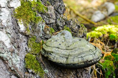 Ağaç mantarı, huş ağacının gövdesinde mantar paraziti