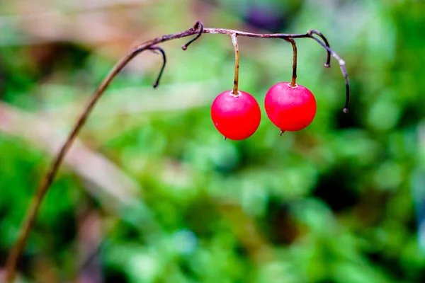 Dos bayas rojas colgando de una rama sobre un fondo verde —  Fotos de Stock