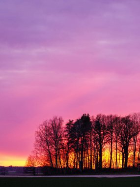 Baharın erken saatlerinde yaprakları olmayan ağaçların arkasında güzel renkli bir gün batımı.