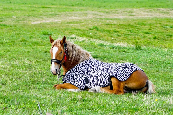 Beau Cheval Brun Recouvert Une Couverture Dans Pré Vert — Photo