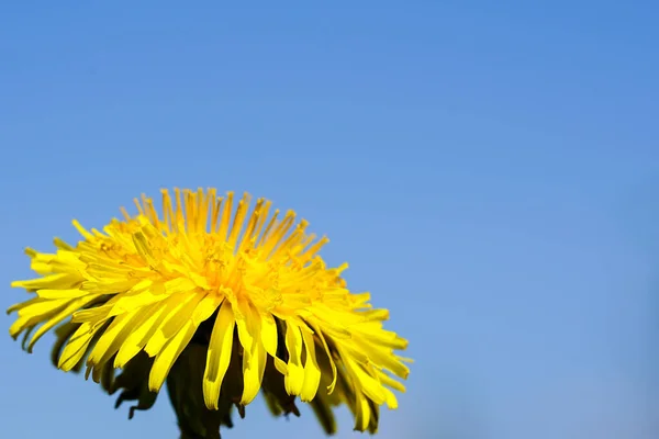 Primer Plano Diente León Amarillo Brillante Fondo Cielo Azul Con — Foto de Stock