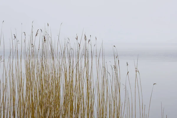 Roseaux Secs Sur Fond Lac Brumeux Avec Bateaux Pêche — Photo