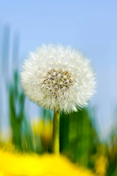 Dandelion Seed Head Blow Ball Blurred Blue Sky Background — Stock Photo, Image