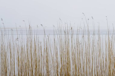 Balıkçı tekneleriyle sisli bir gölde kuru sazlıklar.