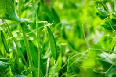 Sebze bahçesindeki taze bezelye kabuklarına odaklanın.