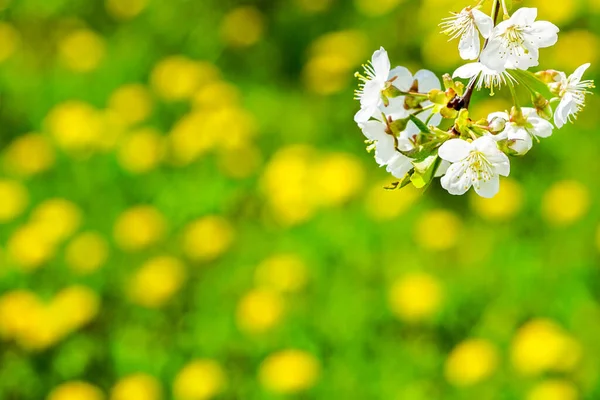 Flores de cerezo blanco sobre un fondo borroso con un prado verde con flores de diente de león amarillo —  Fotos de Stock