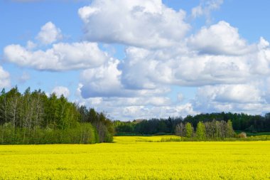 Çiçek açan tarlaları, ormanları, beyaz bulutlu mavi gökyüzü.