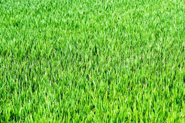 Baharda yeni bir tahıl tarlası ile yeşil arkaplan