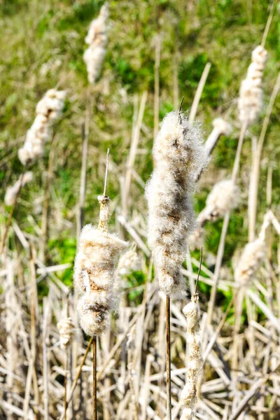 Ripe Spike Common Bulrush Releasing Fluffy Seeds Green Meadow Selective — Stock Photo, Image