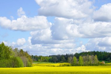 Çiçek açan tarlaları, ormanları, beyaz bulutlu mavi gökyüzü.