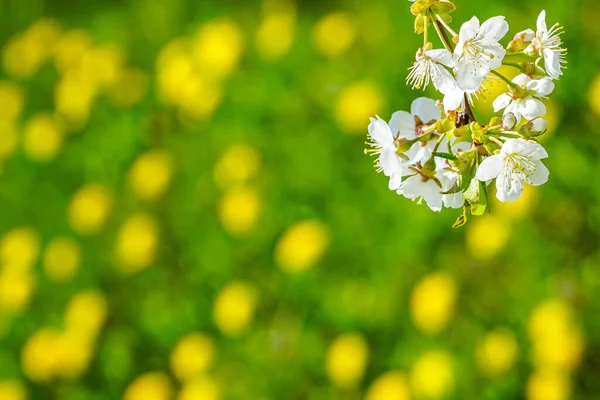 Flores de cerezo blanco sobre un fondo borroso con un prado verde con flores de diente de león amarillo —  Fotos de Stock