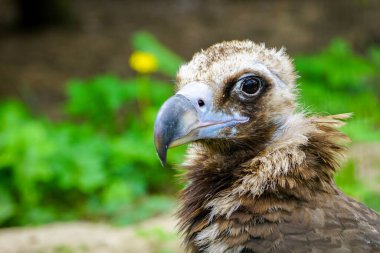 Bir akbabanın yakın plan portresi, Aegypius monachus, ya da siyah Avrasya akbabası, büyük bir yırtıcı kuş.