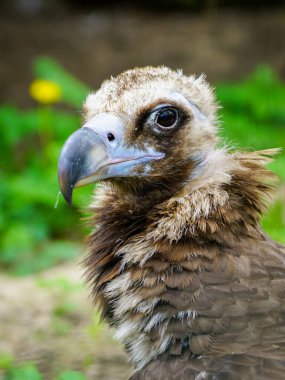 Cinereous Vulture 'un yakın plan portresi, Aegypius monachus, büyük bir yırtıcı kuş.