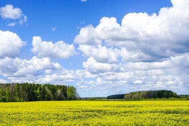 Çiçekli tarlaları, ormanları, büyük beyaz bulutları olan mavi gökyüzü.