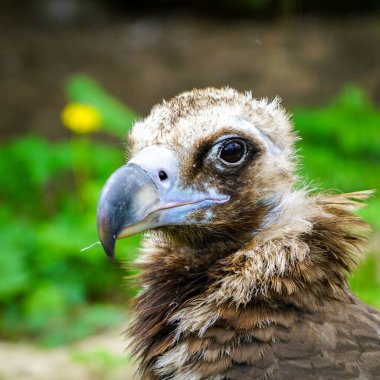 Bir akbabanın yakın plan portresi, Aegypius monachus, ya da siyah Avrasya akbabası, büyük bir yırtıcı kuş.