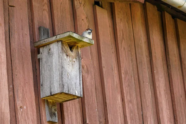 Uma casa de pássaros de madeira na parede com um pardal no telhado — Fotografia de Stock