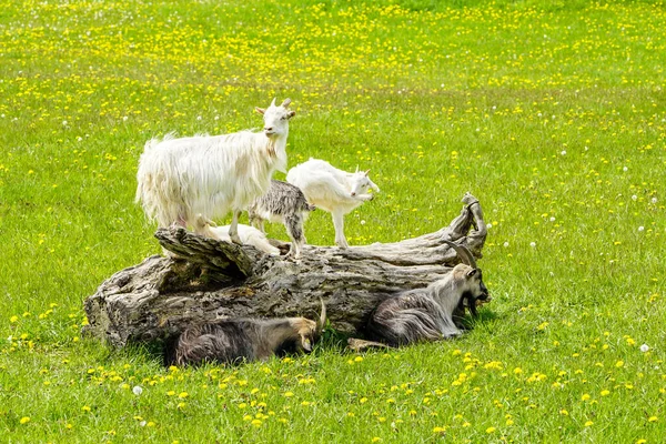 Freilaufende Ziegenfamilie auf einem trockenen Baumstamm auf einer grünen Wiese mit Löwenzahn — Stockfoto