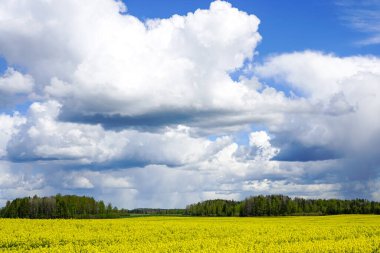 Çiçekli tarlaları, ormanları, büyük beyaz bulutları olan mavi gökyüzü.