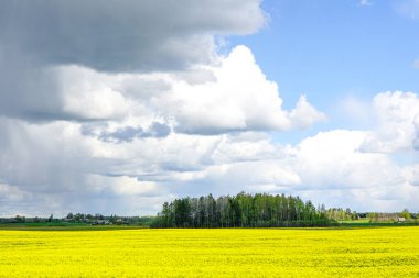 Çiçekli tarlaları, ormanları, büyük beyaz bulutları olan mavi gökyüzü.