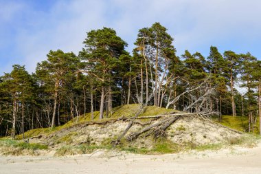 İlkbaharın başlarında baltık deniz kıyısı kum tepeleri, fırtınalar tarafından kırılan ağaçlarla dolu çam ormanı