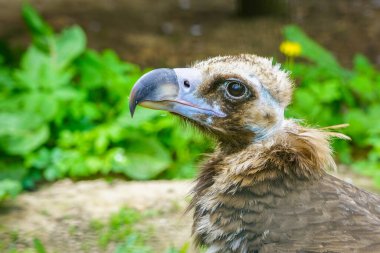 Bir akbabanın yakın plan portresi, Aegypius monachus, ya da siyah Avrasya akbabası, büyük bir yırtıcı kuş.