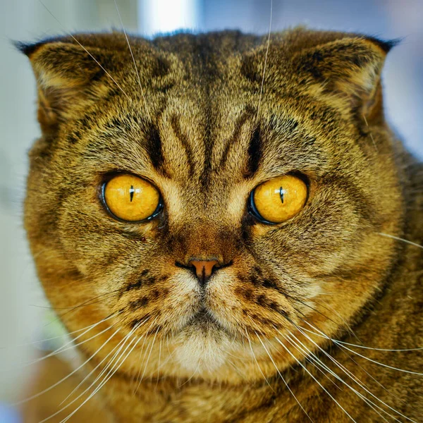 진지하고 스러운 스코티시폴드 고양이의 클로즈업 — 스톡 사진