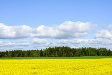 Çiçekli tecavüz tarlası, ormanlar, büyük beyaz bulutlu mavi gökyüzü.