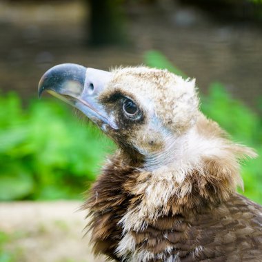 Bir akbabanın yakın plan portresi, Aegypius monachus, ya da siyah Avrasya akbabası, büyük bir yırtıcı kuş.