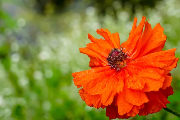 Flor Amapola Roja Con Gotas Lluvia Sobre Fondo Natural Verde — Foto de Stock