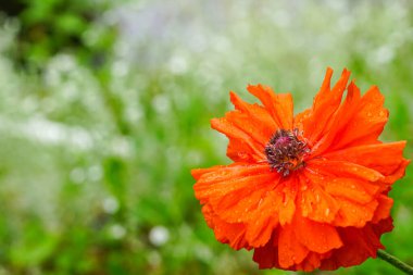 Bulanık yeşil arka planda yağmur damlaları olan güzel gelincik çiçeği.