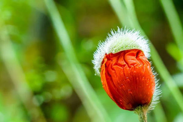 Brote de flor de amapola casi florecido sobre fondo borroso verde —  Fotos de Stock