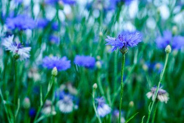 Bulanık bir arka planda, bahçede çiçek açan güzel mavi çiçekler.