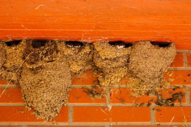 Sevimli küçük kırlangıçlar kilden yuvalarından aşağı bakıp ebeveynlerinin yemek yemesini bekliyorlar.