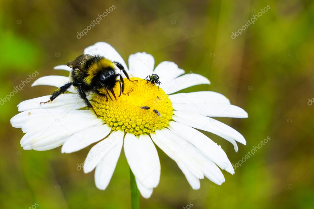 big bumble bee sucks flower nectar from daisies