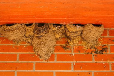 Sevimli küçük kırlangıçlar kilden yuvalarından aşağı bakıp ebeveynlerinin yemek yemesini bekliyorlar.