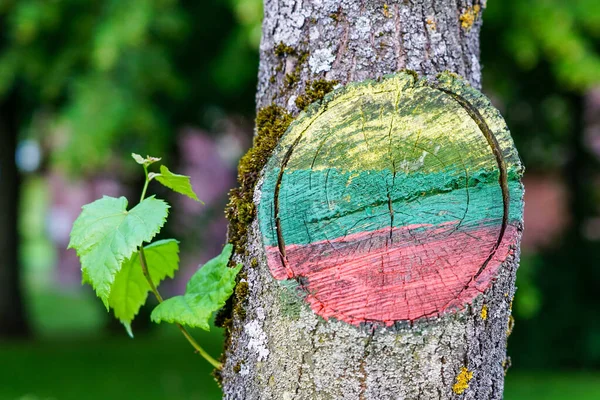 Plats Gren Trädstam Som Målad Den Litauiska Flaggans Tre Färger — Stockfoto